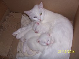  Кошка Марта и котята