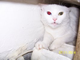 21 причина, почему мы не можем перестать любить кошек