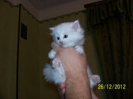 21 причина, почему мы не можем перестать любить кошек