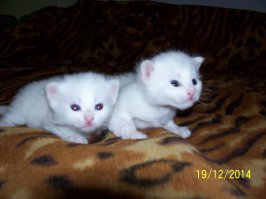  Кошка Марта и котята