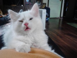 100 самых важных котофотографий всех времен