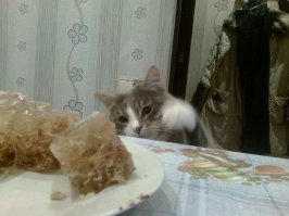 Пойманы на месте преступления