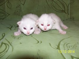 Эти 15 новорожденных малюток растопят самое черствое сердце