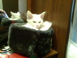 19 очаровательных котиков в свитерах