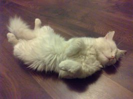 А белая кусочек луны!:)