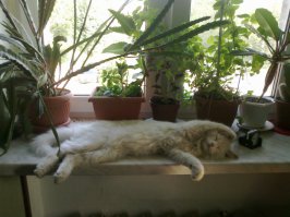 Кошачий фотопост!