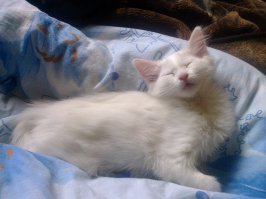 Спят усталые зверушки 