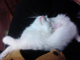 Спят усталые зверушки 