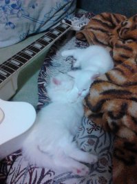 Спящие зверушки, от вида которых у вас растает сердце