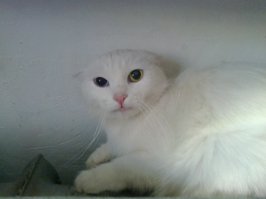  20 животных, в которых каждый узнает себя  