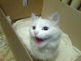  20 животных, в которых каждый узнает себя  