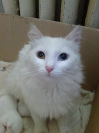  20 животных, в которых каждый узнает себя  