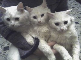 Двуглавый шестилап и другие прелести с конкурса "Не может быть!"