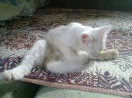 30 веселых фотографий с животными