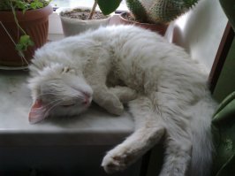 Спящие котейки