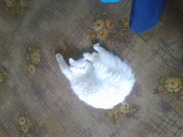 Спящие котейки