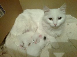 23 самых ленивых кота