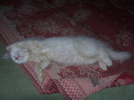 23 самых ленивых кота