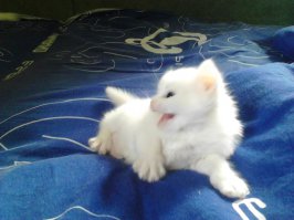 Отдохнем от политики и иностранщины... КотоПост!