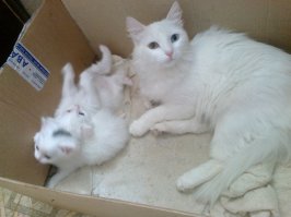 Отдохнем от политики и иностранщины... КотоПост!