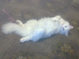 20 кошек, которым действительно нужны выходные