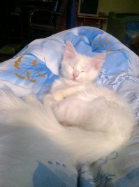 20 кошек, которым действительно нужны выходные