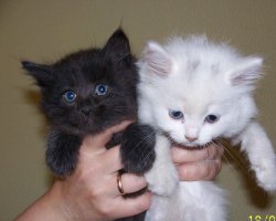 Зверята - малыши 