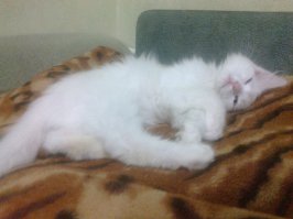 20 кошек, которым действительно нужны выходные