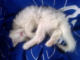 20 кошек, которым действительно нужны выходные