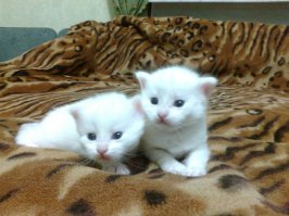 Зверята - малыши 