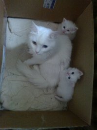 30 заботливых родителей: животные и их малыши