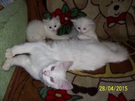 19 фотографий кошек, которые подарят вам улыбку