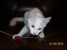 19 фотографий кошек, которые подарят вам улыбку