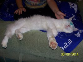 Мальчики и их кошки 