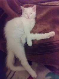 19 фотографий кошек, которые подарят вам улыбку