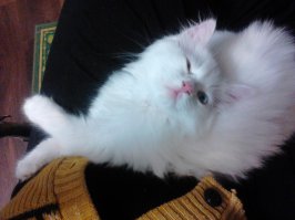 19 фотографий кошек, которые подарят вам улыбку