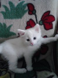 19 фотографий кошек, которые подарят вам улыбку