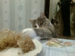 Пошаговое руководство, как готовить вместе с котом