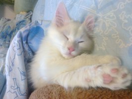 15 котов которые могут спать где угодно