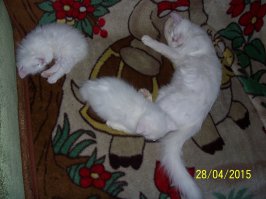 15 котов которые могут спать где угодно