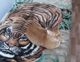 Два тигра:)
-           -