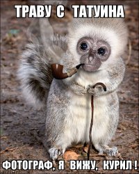 Веселые фотографии несуществующих в природе животных