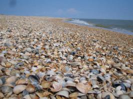 Краснодарский край, коса Долгая.