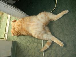 интересная тема, позвоню узнаю годится ли наш толстый кот в доноры. не мейн-кун, но охотник и здоровяк