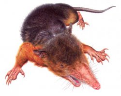 а, еще - щелезуб - вот
а на фото детеныш опоссума