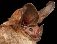 на соседа моего похож