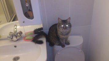 моя шерстяная херня)