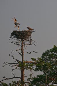 Гурманы, какие!