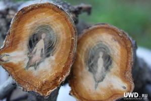 А это похоже гном, застрявший в дереве, не спасенный Беляночкой.