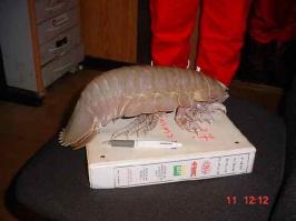 А этих он тоже вывел?